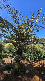 GC-Parque Botanico de Maspalomas 2025-055.jpg